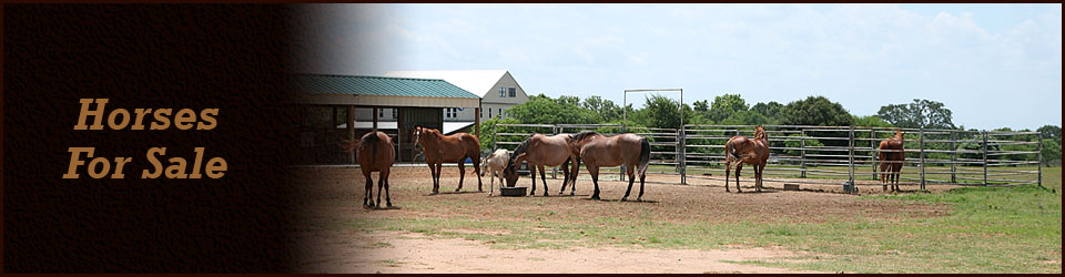 Horses For Sale