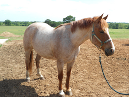 Pepto Stylish Voyager